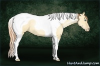 Horse Color:Classic Champagne Pearl Dun Tobiano 