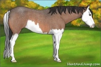 Horse Color:Buckskin Roan Splash 