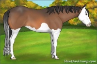 Horse Color:Buckskin Splash 
