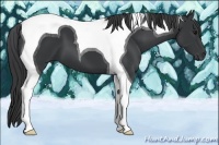 Horse Color:Black Tobiano 