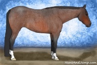 Horse Color:Bay Roan 