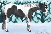 Horse Color:Black Splash Tobiano