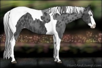 Horse Color:Black Splash Tobiano Appaloosa 