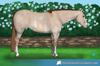Horse Color:Red Dun Sabino 
