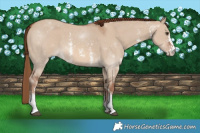 Horse Color:Red Dun Sabino