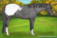 Horse Color:Black Appaloosa