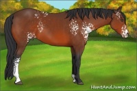 Horse Color:White Spotted Bay 