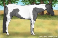 Horse Color:Smoky Blue Roan Tobiano 