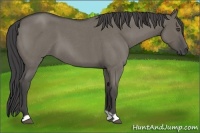 Horse Color:Smoky Grullo Roan