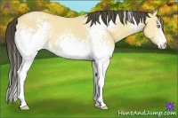 Horse Color:White Spotted Amber Cream Champagne Dun