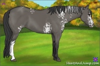 Horse Color:White Spotted Grullo Rabicano 