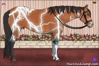 Horse Color:White Spotted Bay 