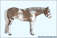 Horse Color:Silver Black Sabino 