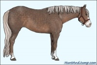 Horse Color:Silver Black Sabino 