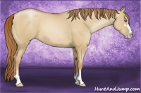 Horse Color:Red Dun Pearl Sabino