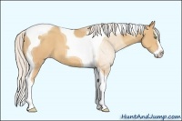 Horse Color:Silver Amber Champagne Splash Tobiano 