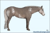 Horse Color:White Spotted Silver Black Sabino Splash