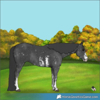 Horse Color:Black Sabino Rabicano 