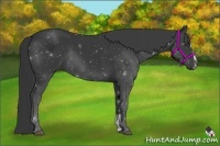 Horse Color:Black Sabino Rabicano 
