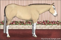 Horse Color:Amber Champagne Dun Splash Rabicano 