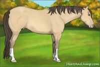 Horse Color:Amber Cream Champagne 
