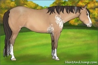 Horse Color:White Spotted Amber Champagne Splash 