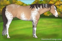 Horse Color:White Spotted Amber Champagne Splash 