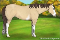 Horse Color:White Spotted Amber Champagne Dun Splash