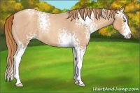 Horse Color:White Spotted Gold Champagne Roan Splash 