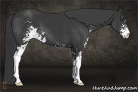 Horse Color:Black Sabino