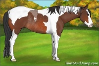 Horse Color:Bay Splash Tobiano Rabicano 