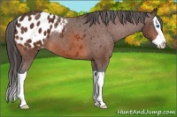 Horse Color:Bay Splash Appaloosa