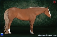 Horse Color:Chestnut Sabino