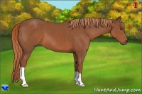 Horse Color:Chestnut 