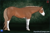 Horse Color:Chestnut Sabino