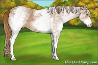 Horse Color:White Spotted Chestnut 