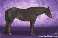 Horse Color:Liver Chestnut Sabino