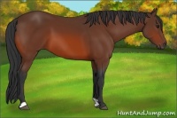 Horse Color:Bay Frame