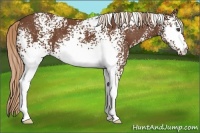 Horse Color:White Spotted Chestnut