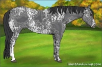 Horse Color:White Spotted Black Ice 