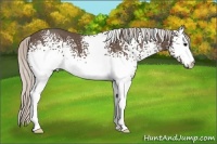 Horse Color:White Spotted Silver Black 