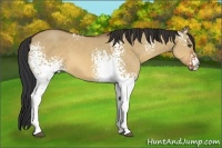 Horse Color:White Spotted Bay Dun 