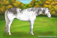 Horse Color:White Spotted Silver Black 