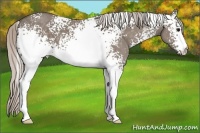 Horse Color:White Spotted Silver Grullo 