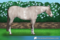 Horse Color:Liver Red Dun Roan Sabino