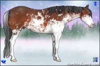 Horse Color:Bay Sabino 