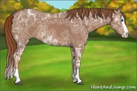 Horse Color:Chestnut Ice Splash Rabicano 