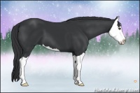 Horse Color:Black Splash