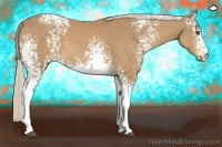 Horse Color:White Spotted Palomino Sabino 