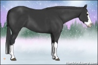Horse Color:Black Sabino Splash 